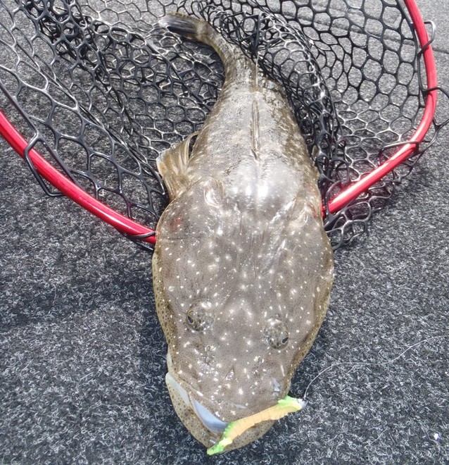 How to target dusky flathead with soft plastics